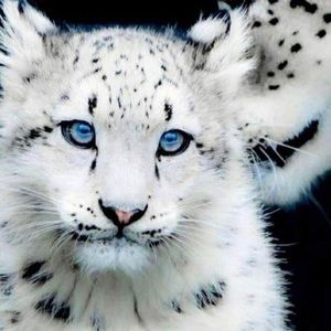 Meet your Posher, Patti